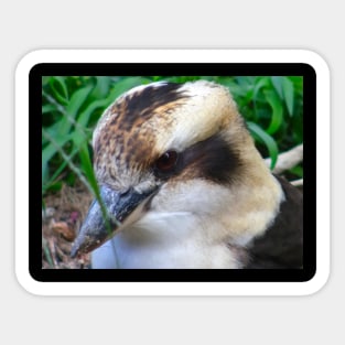 Kookaburra posing for the Camera Sticker